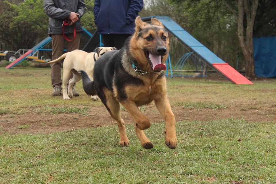 21765779_1537270912998508_9216806707255431313_o