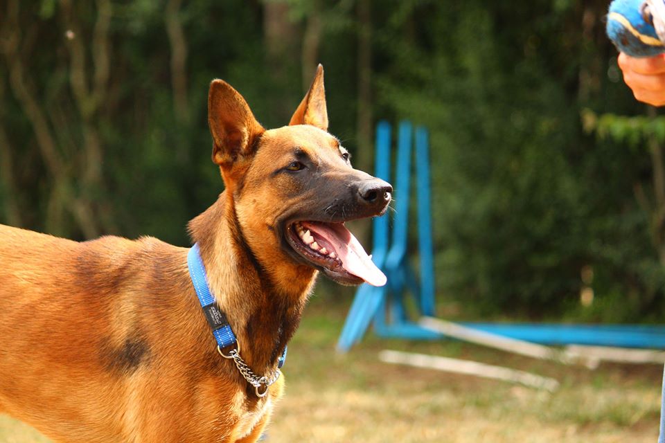 27355778_1666331903425741_3008324744443887887_o