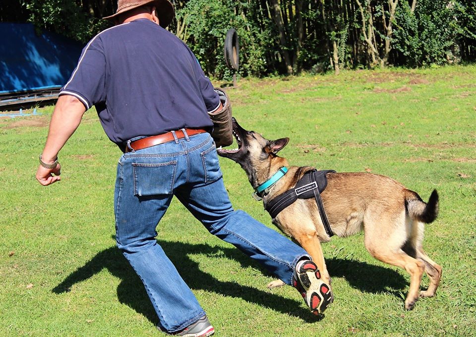 32337186_1783595785032685_6244900414232199168_o