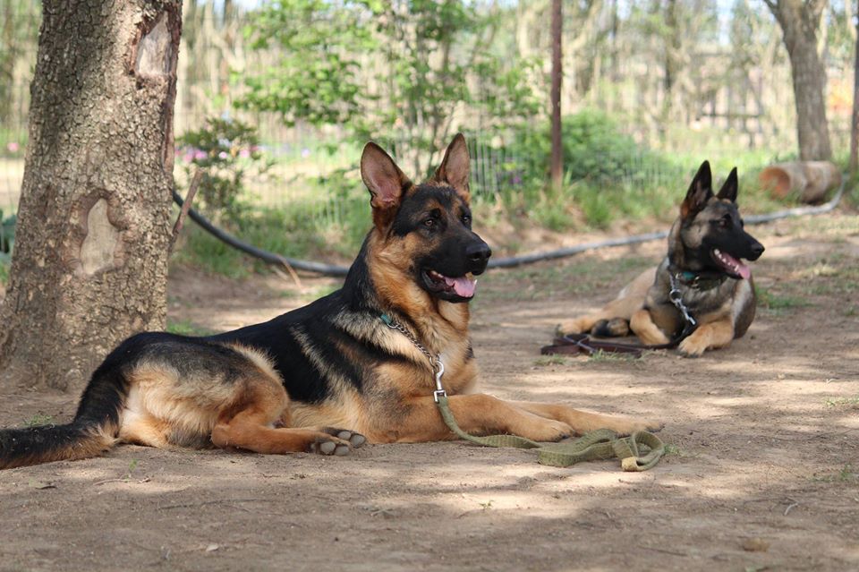 22219703_1545871785471754_1392598140628384413_o - Copy - Copy